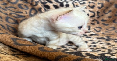 Bengal cats - Advert 8
