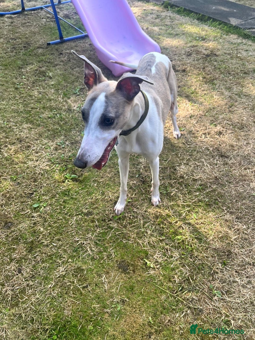 Whippet dogs for sale: KC WHIPPET FOR SALE AGE 2 - Advert 7