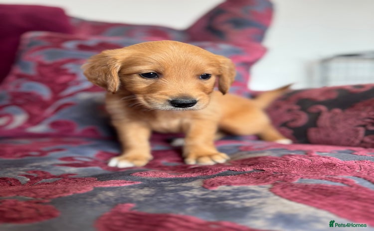 Golden Retriever dogs - Advert 3