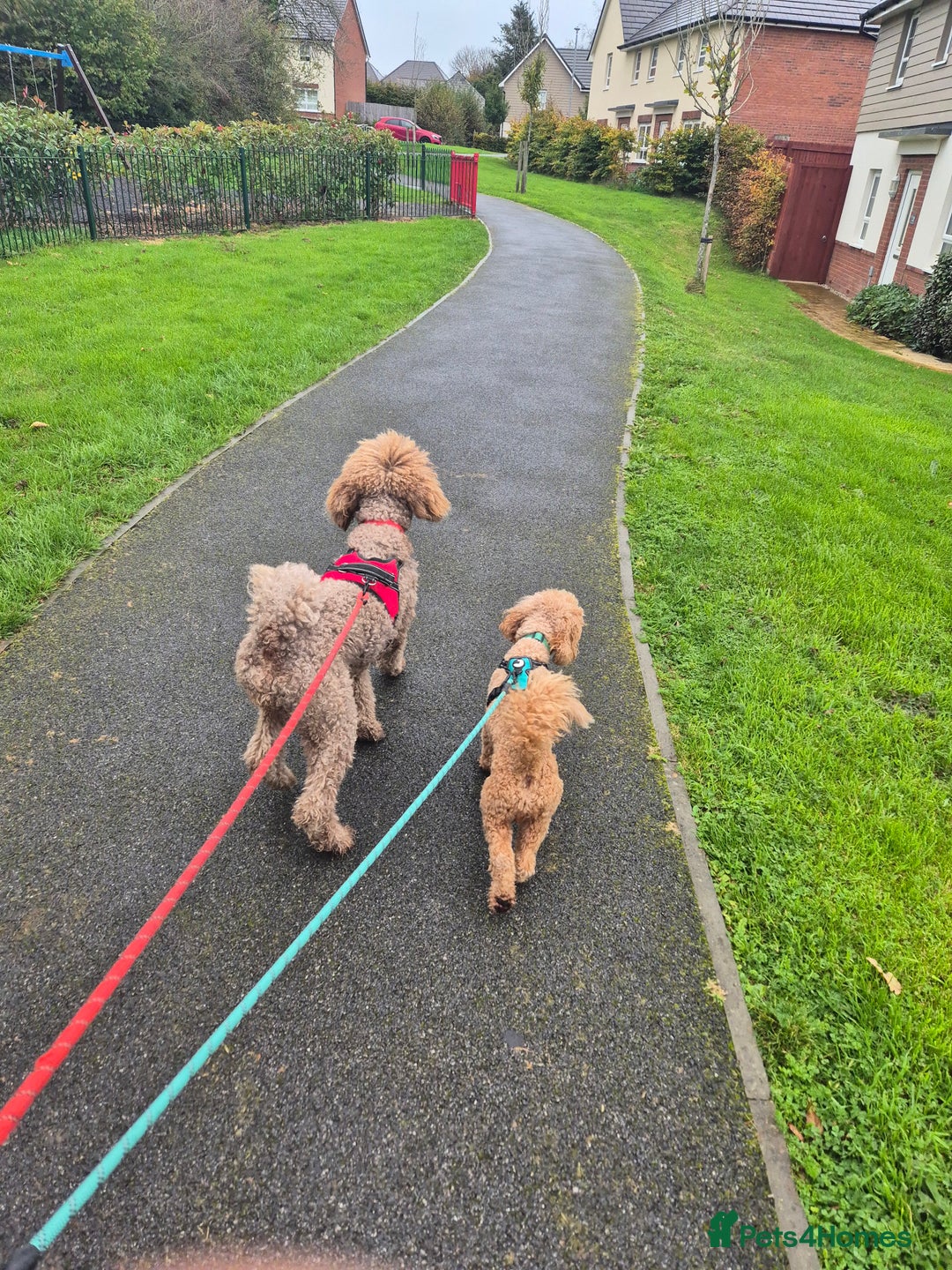 Poodle dogs for sale: Beautiful poodle pups - Advert 7