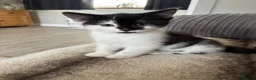 British Shorthair cats for sale: 6 stunning kittens - Advert 7
