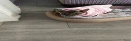 Sphynx cats for sale: Kitten - Advert 6