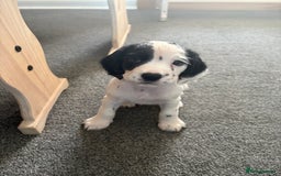 Cocker Spaniel dogs for sale: 🐾 3 KC Reg Blue Roan Cocker Spaniels for sale 🐾  - Image 14