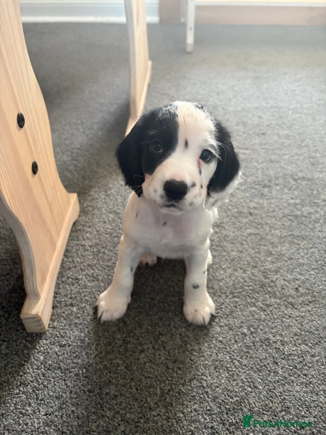 Cocker Spaniel dogs for sale: 🐾 3 KC Reg Blue Roan Cocker Spaniels for sale 🐾  - Image 14