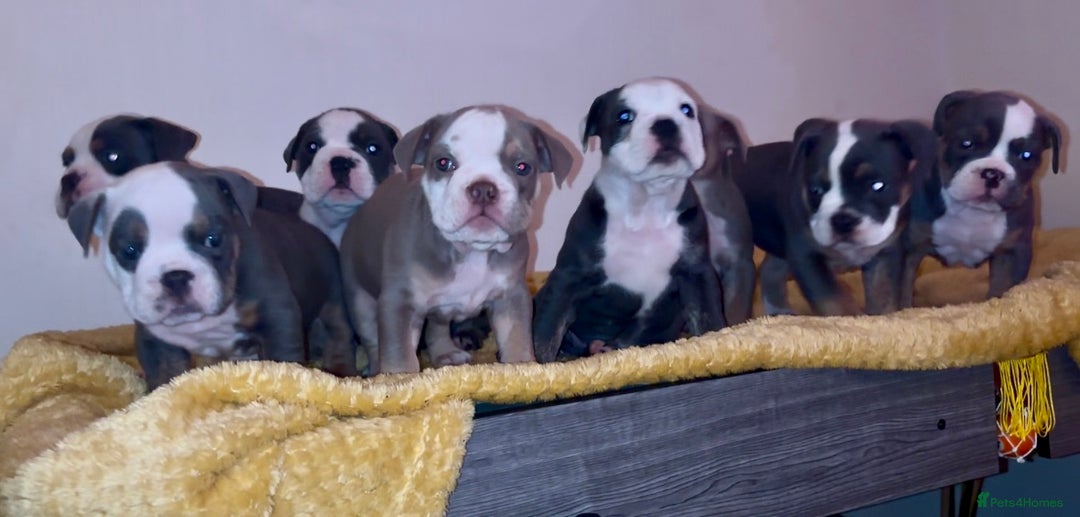 Olde English Bulldogge dogs for sale: Olde English bulldogs puppies  - Image 23