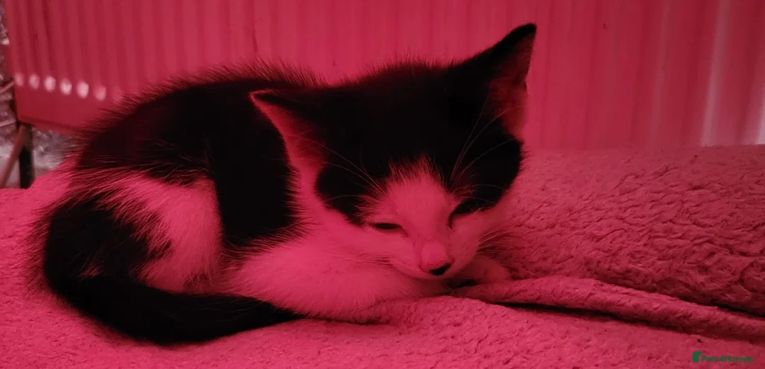 Mixed Breed cats for sale: Kittens  - Advert 5