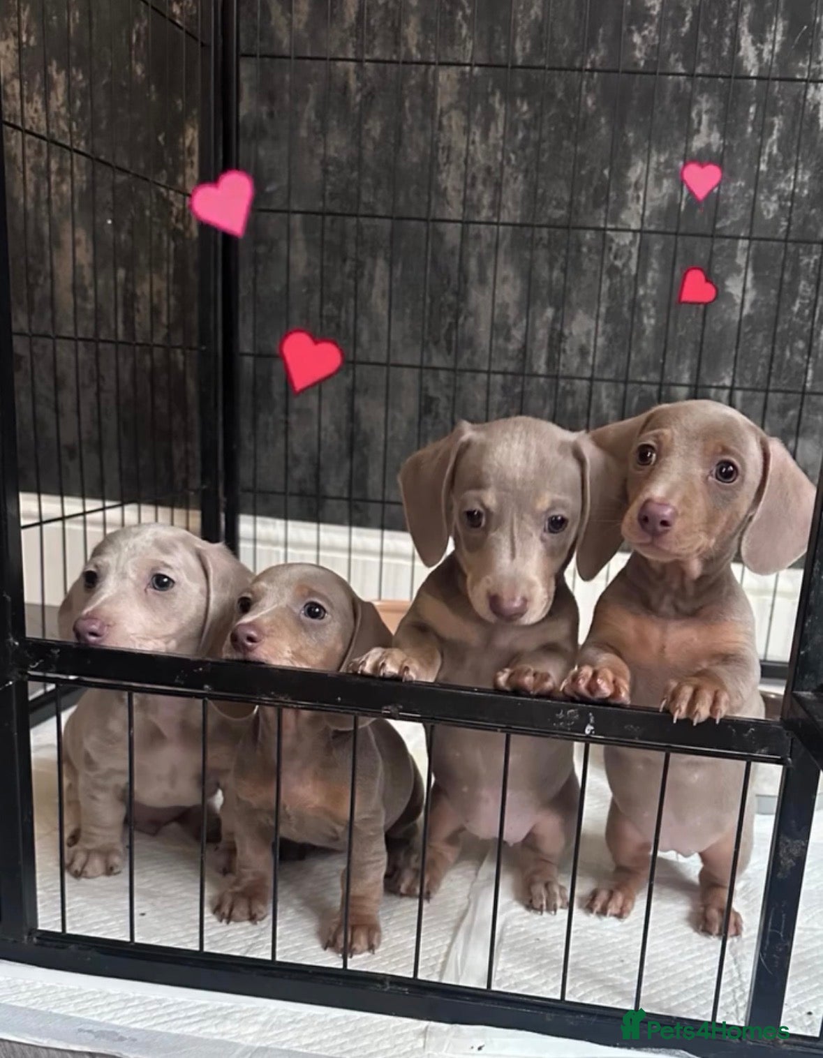 Miniature Dachshund dogs ⭐️🦋⭐️EXCEPTIONAL QUALITY£1000 ⭐️🦋⭐️ - Advert 2