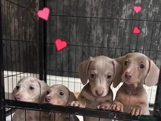 Miniature Dachshund dogs ⭐️🦋⭐️EXCEPTIONAL QUALITY£1000 ⭐️🦋⭐️ - Advert 2