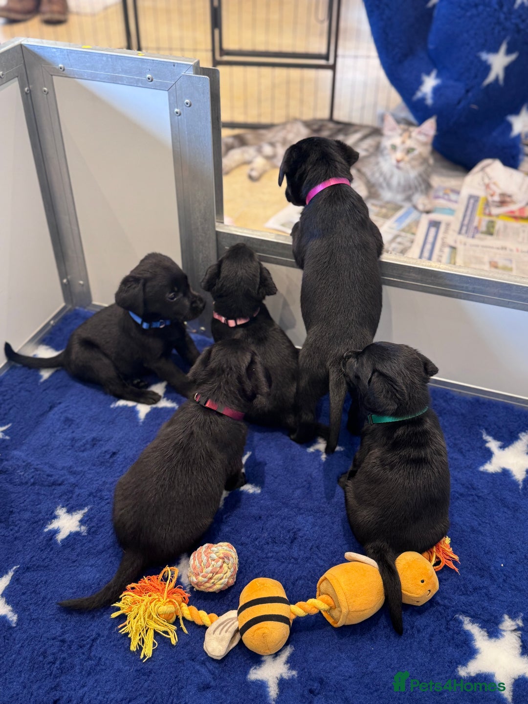 Labrador Retriever dogs for sale: Gorgeous KC Registered Labrador Retriever Puppies - Image 19