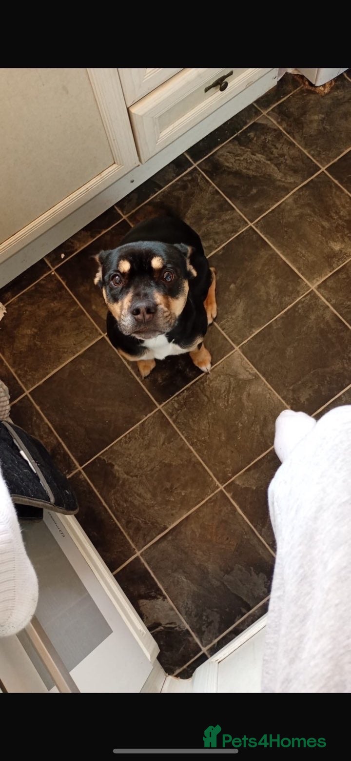 Mixed Breed dogs Border collie x French bulldog - Advert 9