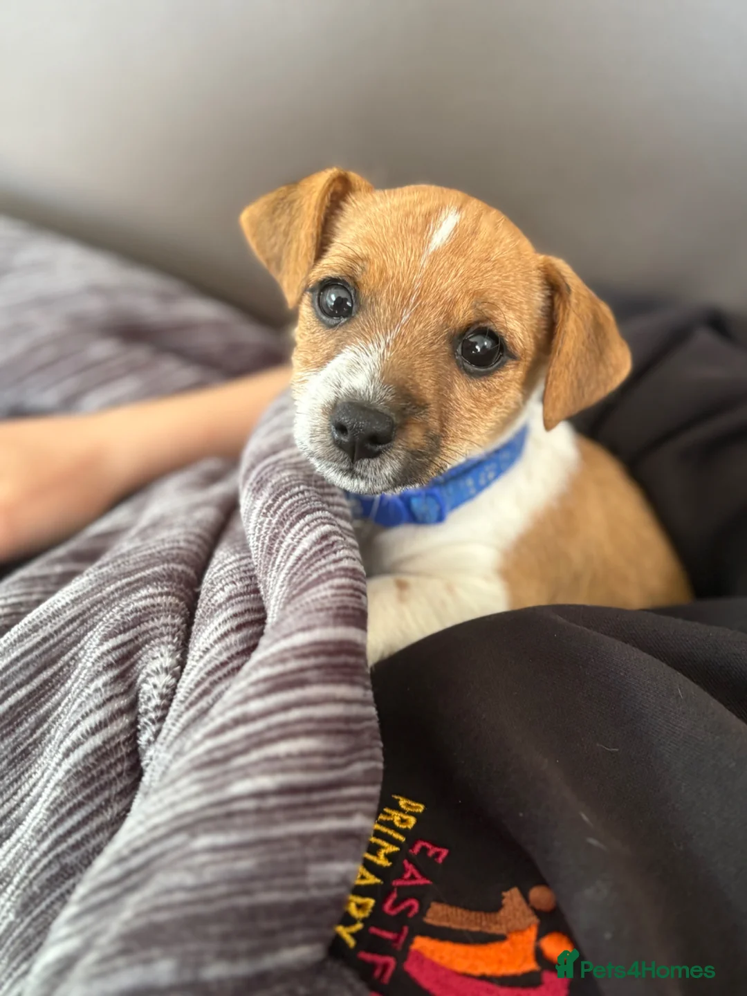 Jack Russell dogs for sale: Jack Russel puppy for sale  - Advert 1