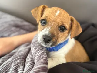 Jack Russell dogs Jack Russel puppy for sale - Advert 2