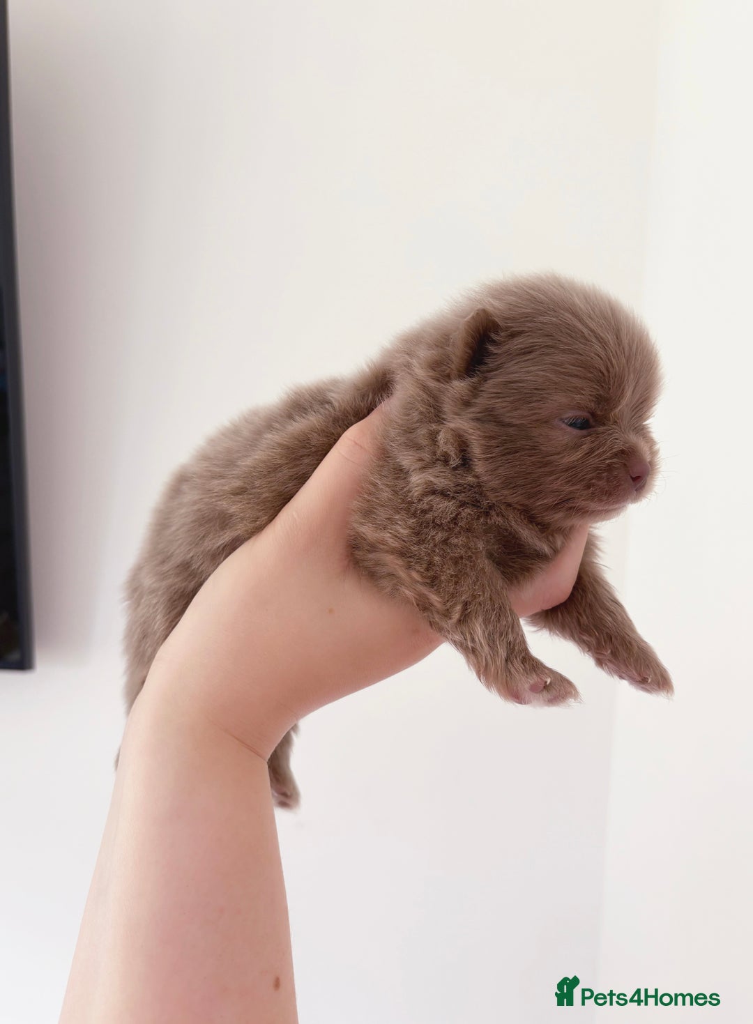 Pomeranian dogs for sale: ✨NEW LOWERED PRICE✨ Pomeranian puppies 🐶  - Image 22