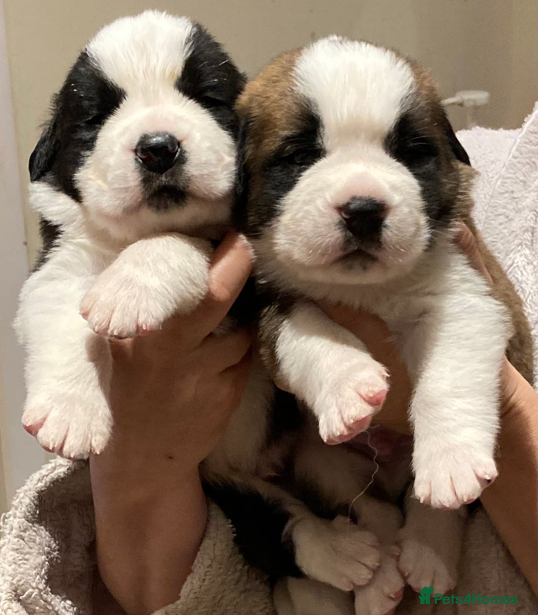 Saint Bernard dogs for sale: Saint pups from HIP & ELBOW tested parents  - Advert 20
