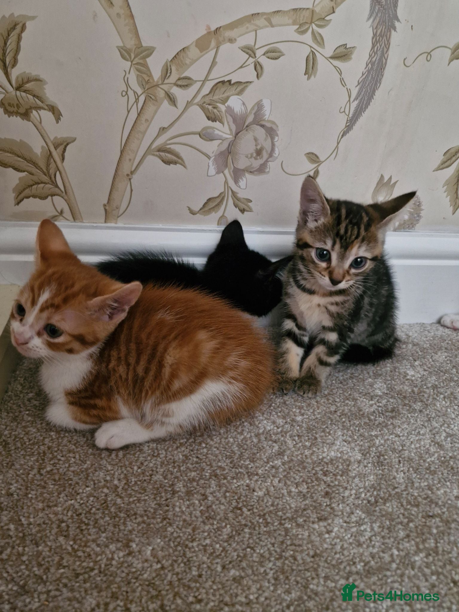 Mixed Breed cats Kittens Ready Now - Advert 2