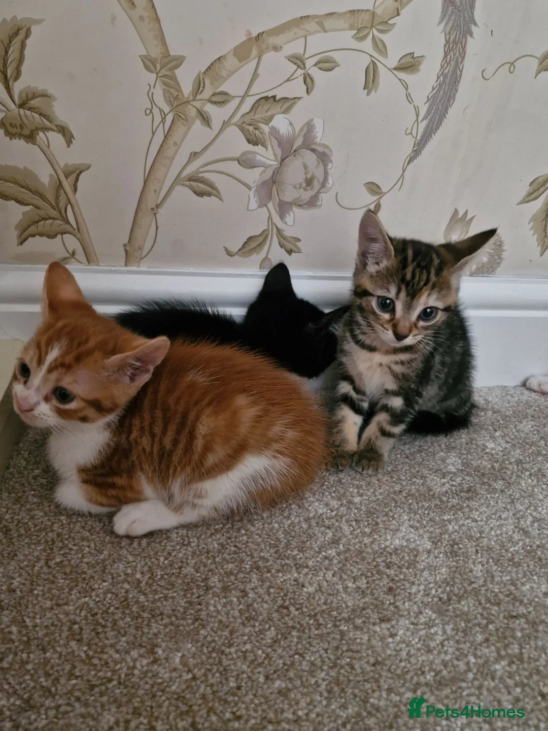 Mixed Breed cats for sale: Kittens Ready Now in Basildon - Advert 2