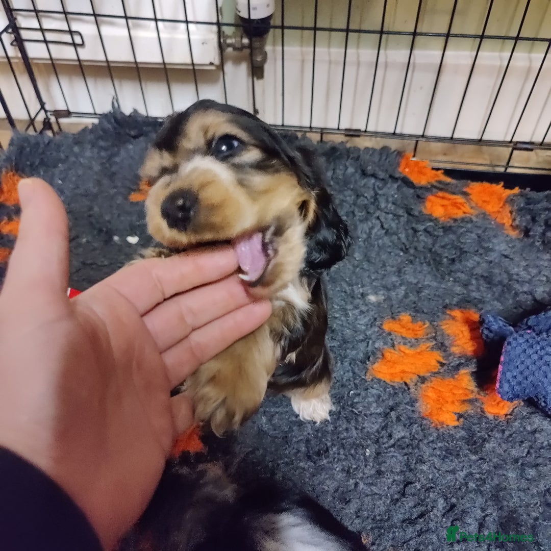 Cocker Spaniel dogs for sale: KC Registered Show Type Cocker Spaniel  - Advert 14