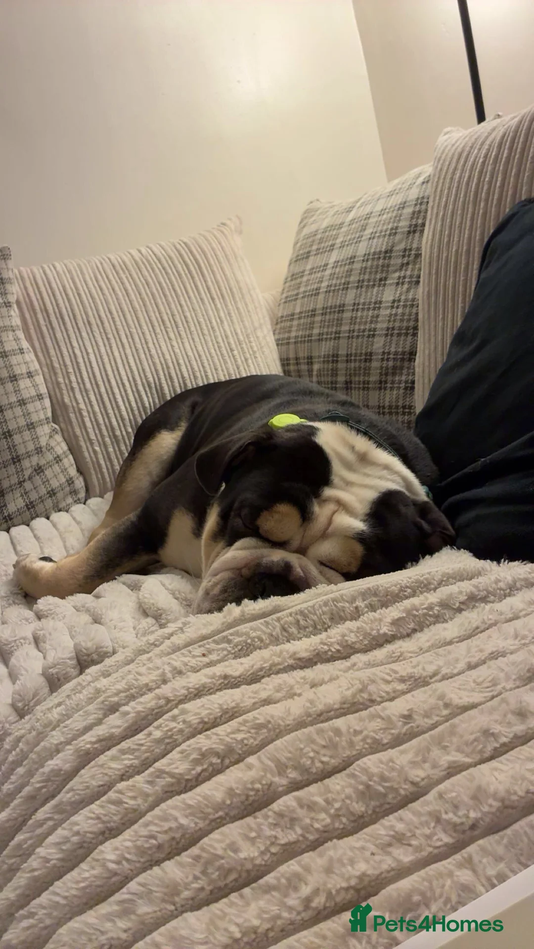 Olde English Bulldogge dogs for sale: Enzo - Olde English Bulldog - Advert 5