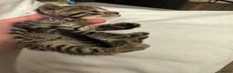 Bengal cats for sale: Rare Pedigree Zorro masked charcoal Bengal Kittens in Orpington - Advert 39