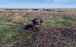 Cockapoo dogs for sale: F1 cockapoos  - Image 9