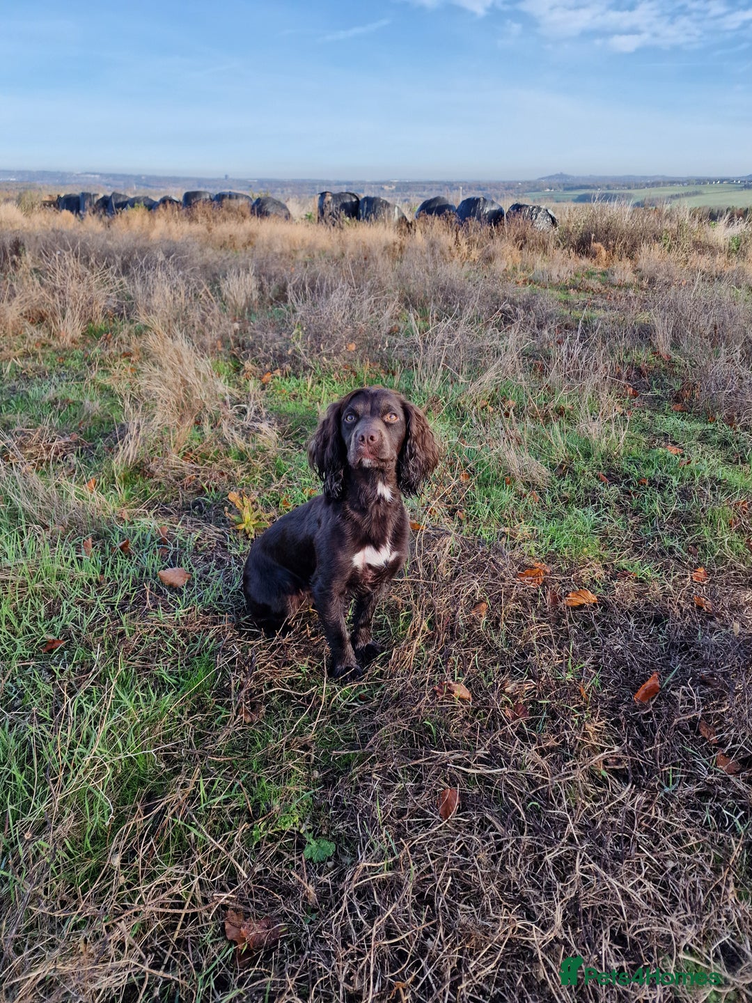 Cockapoo dogs for sale: F1 cockapoos  - Image 9