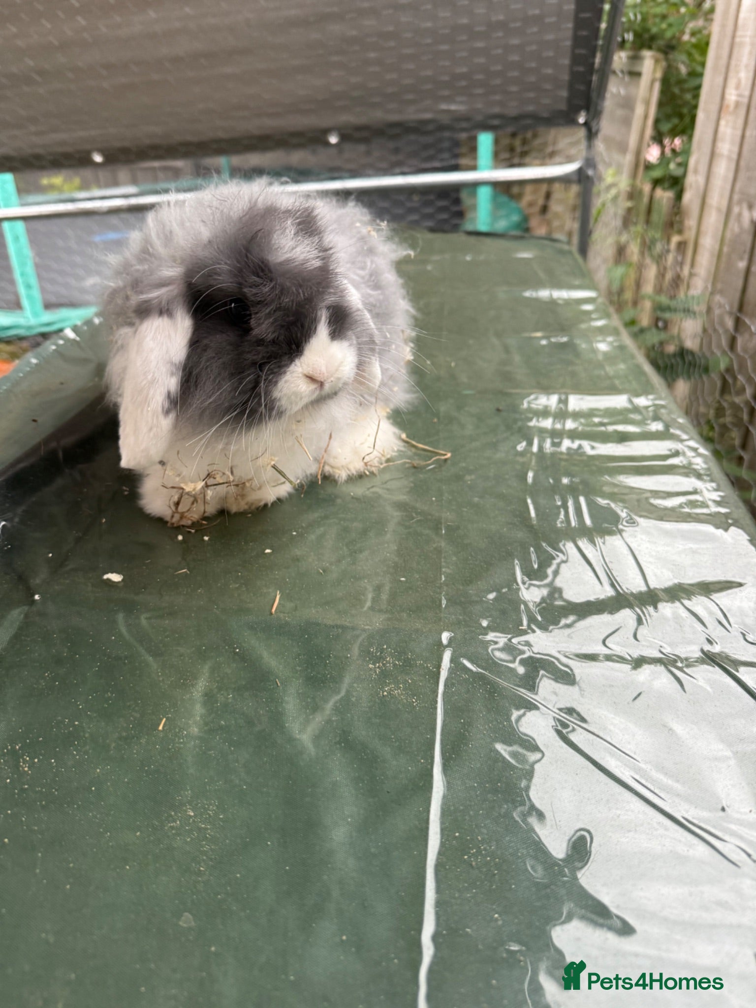 Mini Lion Lop rabbits Two female mini lop rabbits  - Advert 13