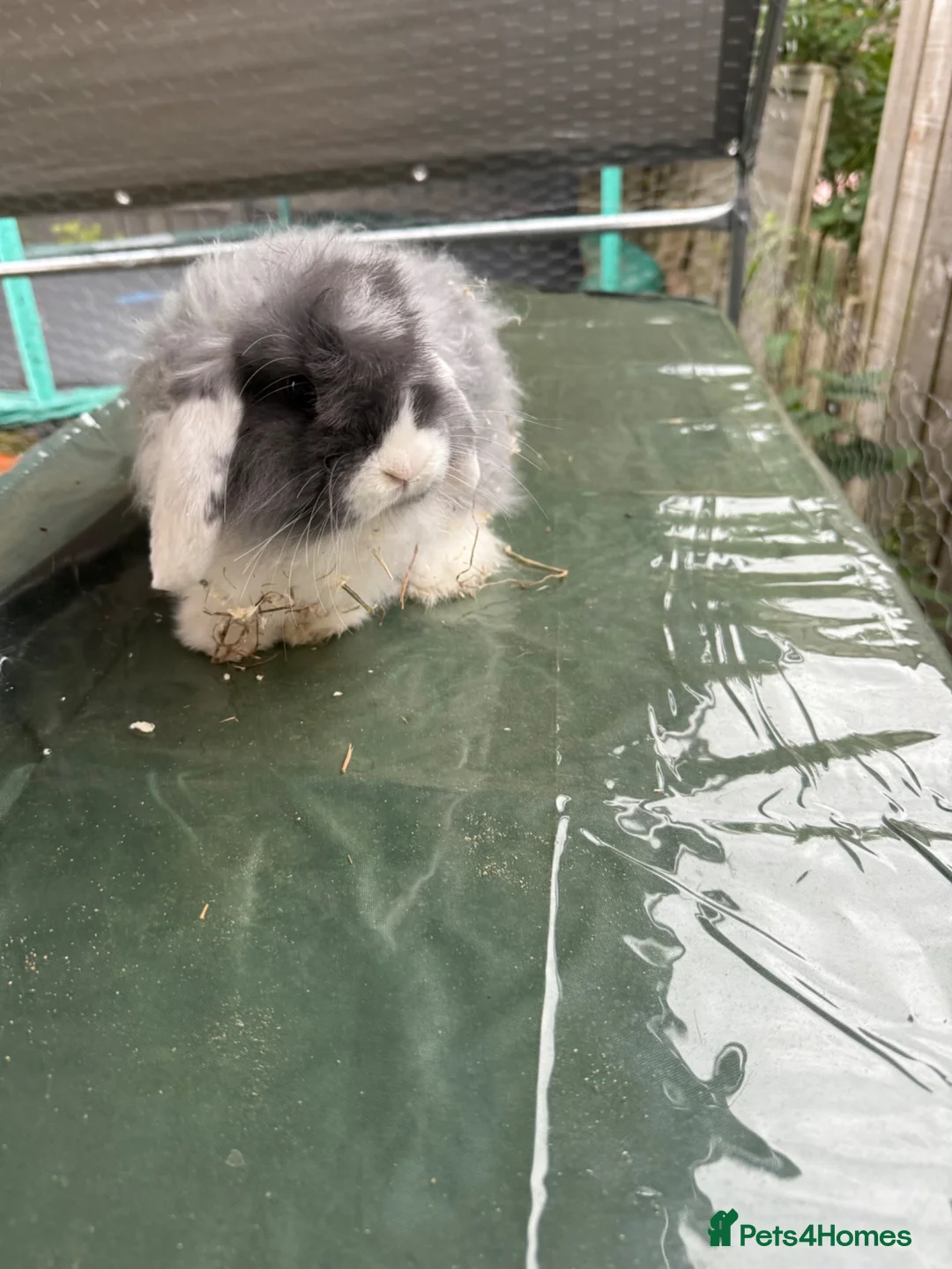 Mini Lion Lop rabbits for sale: Two female mini lop rabbits  - Advert 1