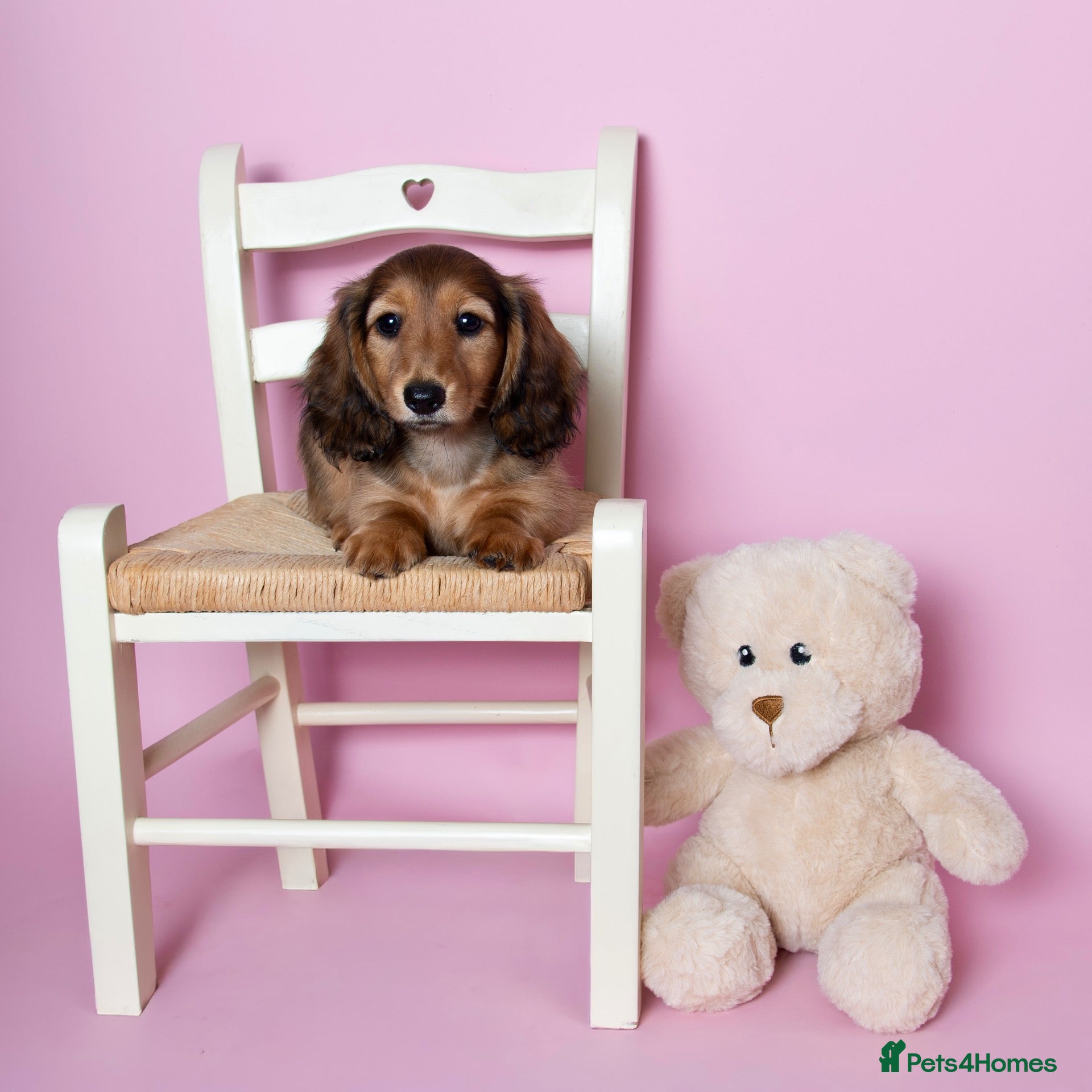Miniature Dachshund dogs Champion Lines, Longhaired Miniature dachshunds - Advert 2