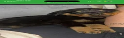 Rottweiler dogs for stud: Rottweiler Stud - Advert 5