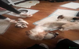 Shih Tzu dogs for sale: 5 beautiful puppies available  - Image 17