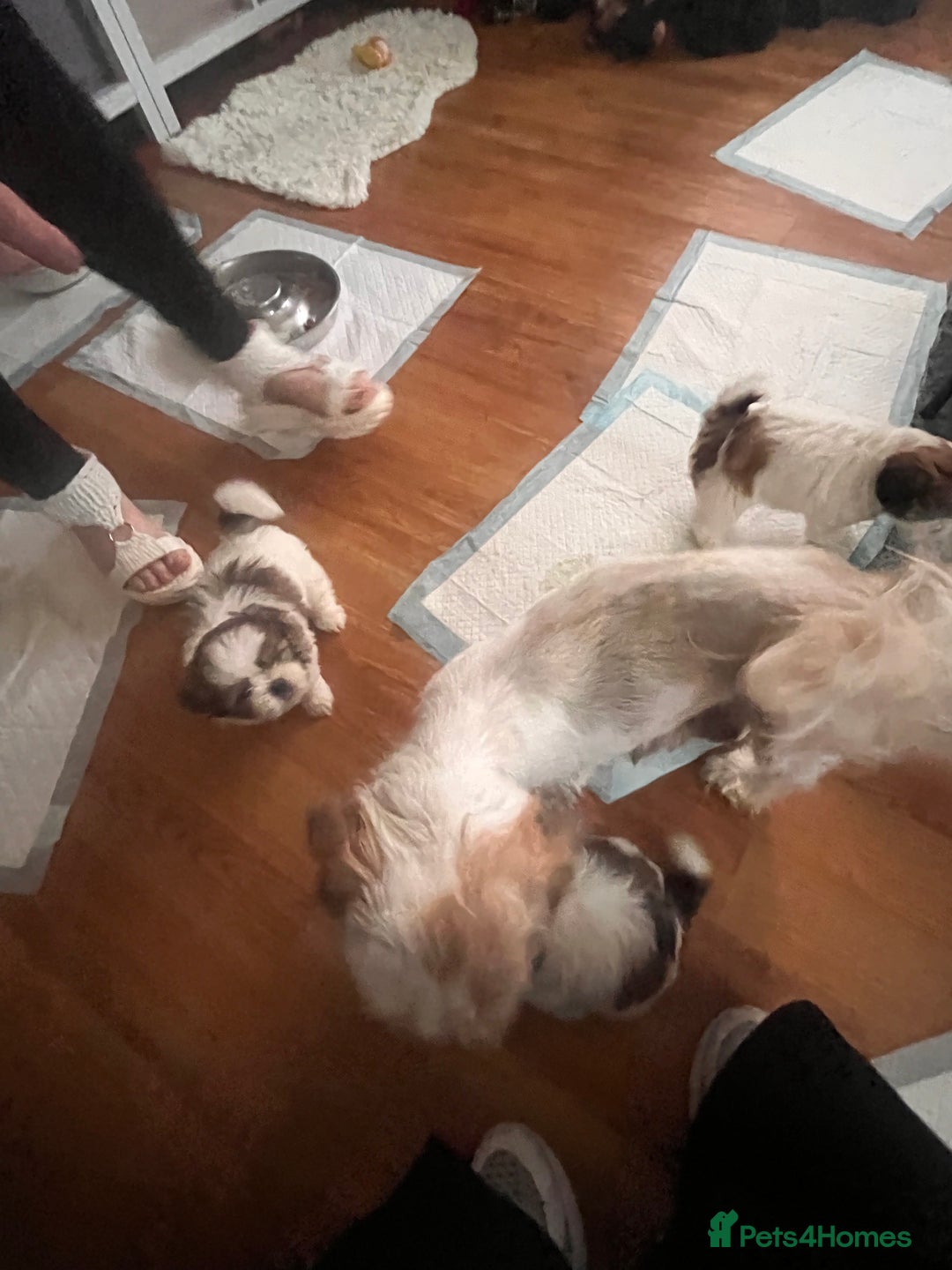 Shih Tzu dogs for sale: 5 beautiful puppies available  - Image 17
