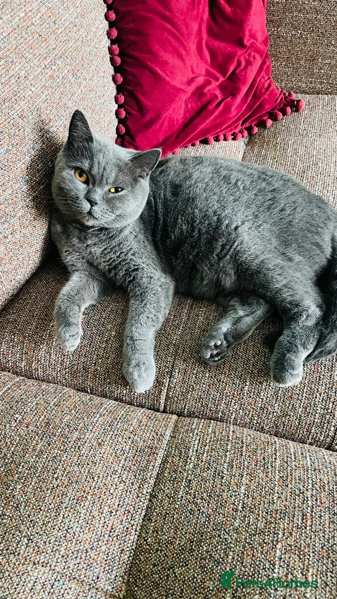 British Shorthair cats for sale: 3 years old female rehoming - Advert 1