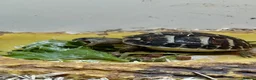 Tortoise reptiles for sale: Dwarf western hermann tortiose in Portsmouth - Advert 7