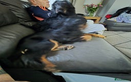 Cocker Spaniel dogs for sale: 6 mth old black & tan Cocker spaniel girl - Image 7