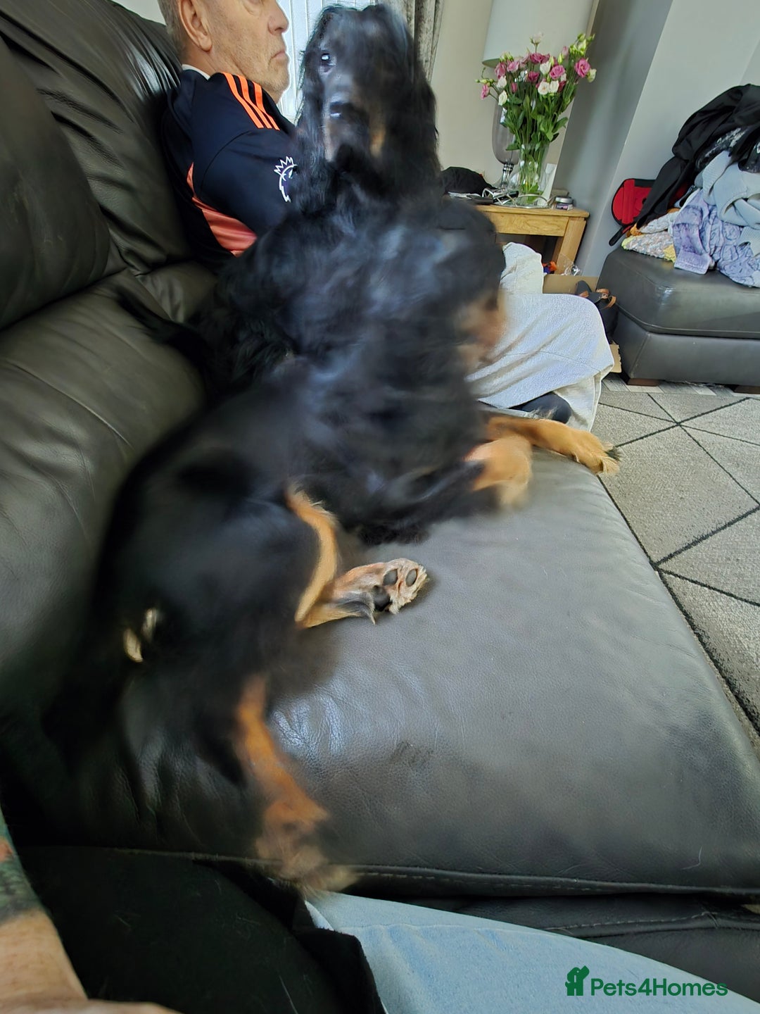 Cocker Spaniel dogs for sale: 6 mth old black & tan Cocker spaniel girl - Image 7