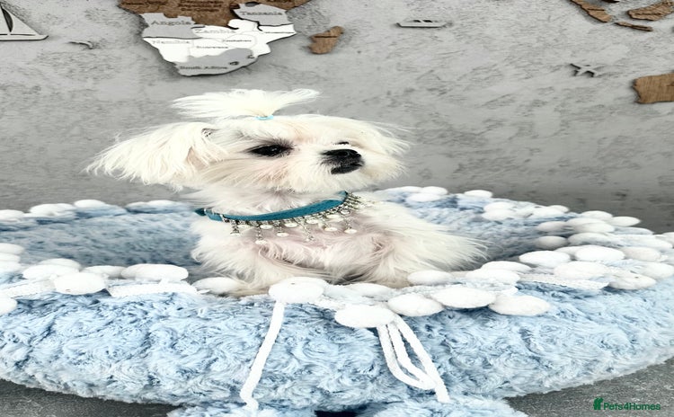 Maltese dogs - Advert 1
