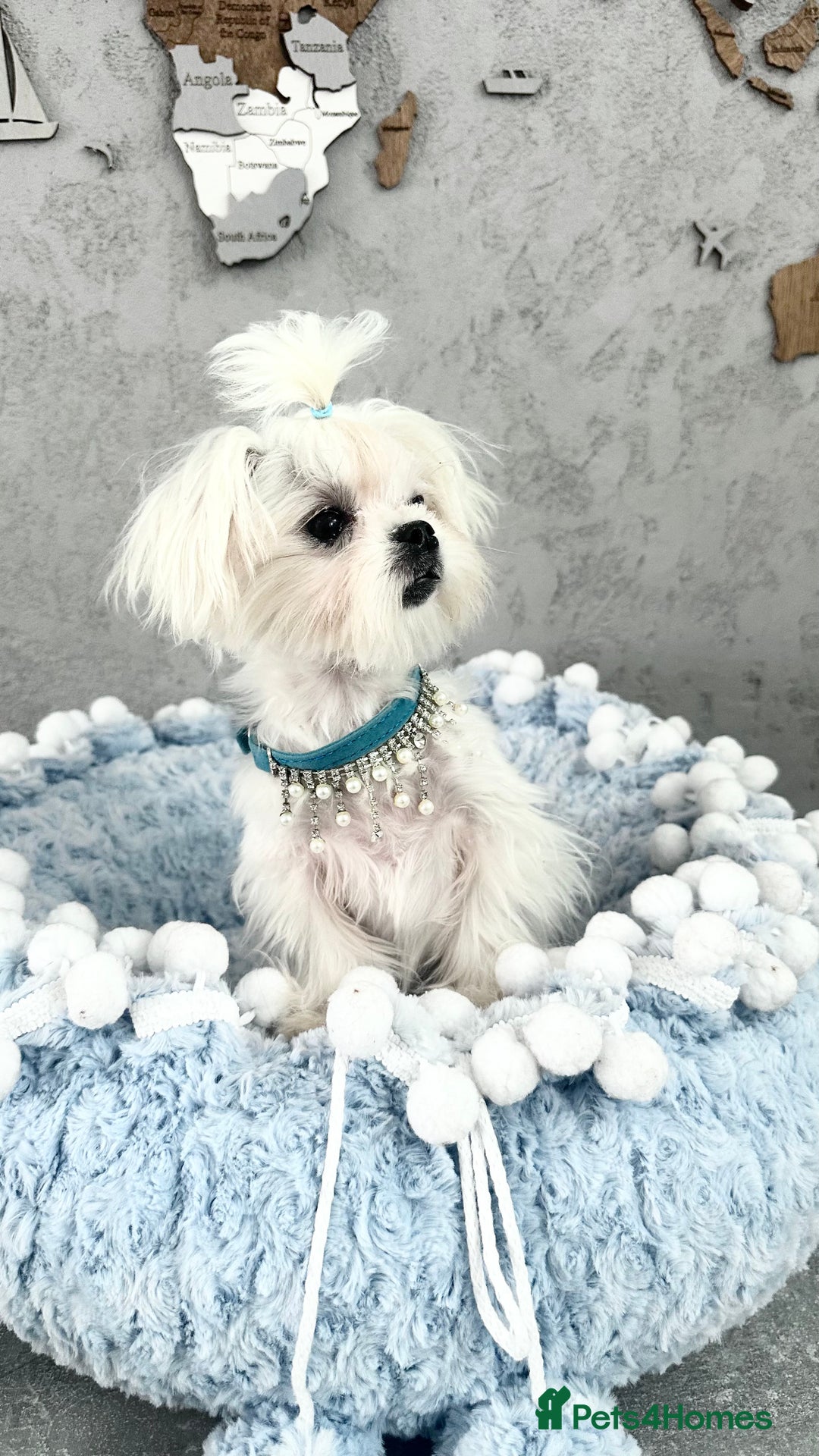 Maltese dogs for sale: ⭐️ Ready NOW Tiny & Cute Full Korean Maltese ⭐️ - Image 1