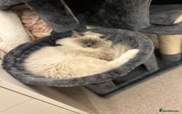 Ragdoll cats for sale: 3 Year Old Beautiful Female Ragdoll  - Image 16