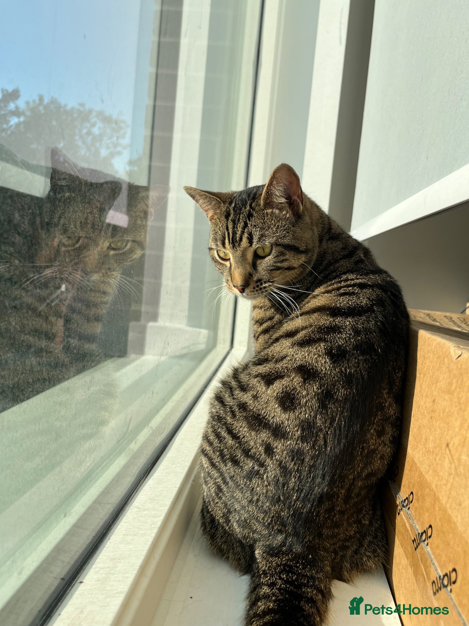 British Shorthair cats Tabby boy available  - Advert 2