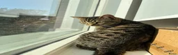 British Shorthair cats for sale: Tabby boy available  - Advert 1