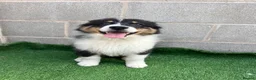 Australian Shepherd dogs for sale: Kc registered male Australian Shepherd Puppy - Advert 10