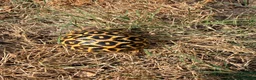 Tortoise reptiles for sale: Indian star tortoise  - Advert 5