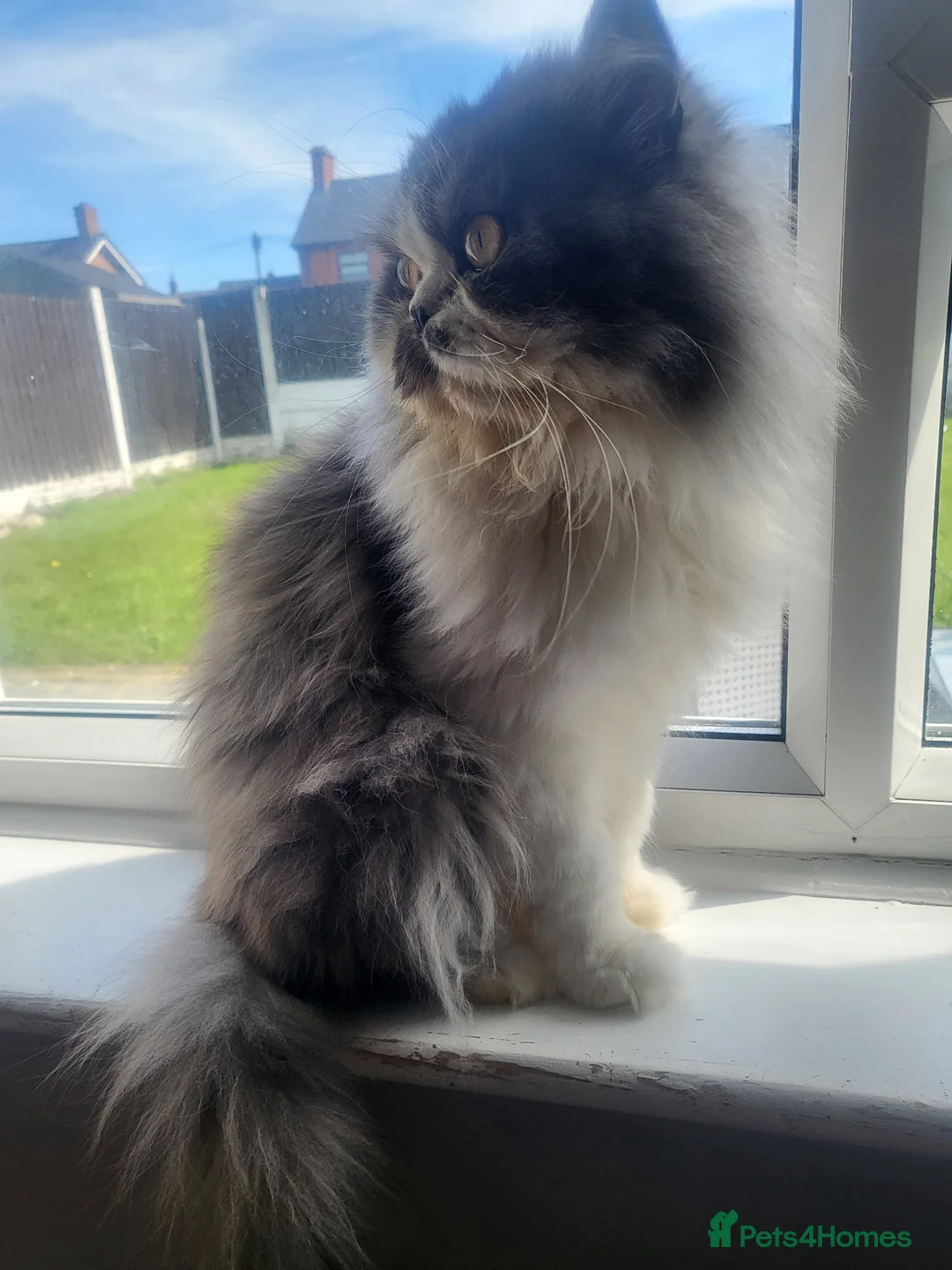 Persian cats for sale: Male flat nose Persian for sale - Advert 1
