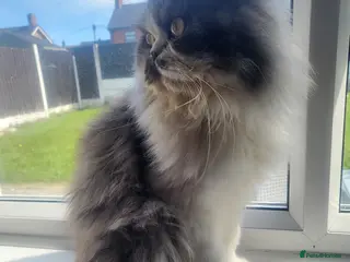 Persian cats Male flat nose Persian for sale - Advert 4