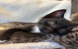 Scottish Fold cats for sale: Adorable Scottish Straight Kittens 💞 - Image 6