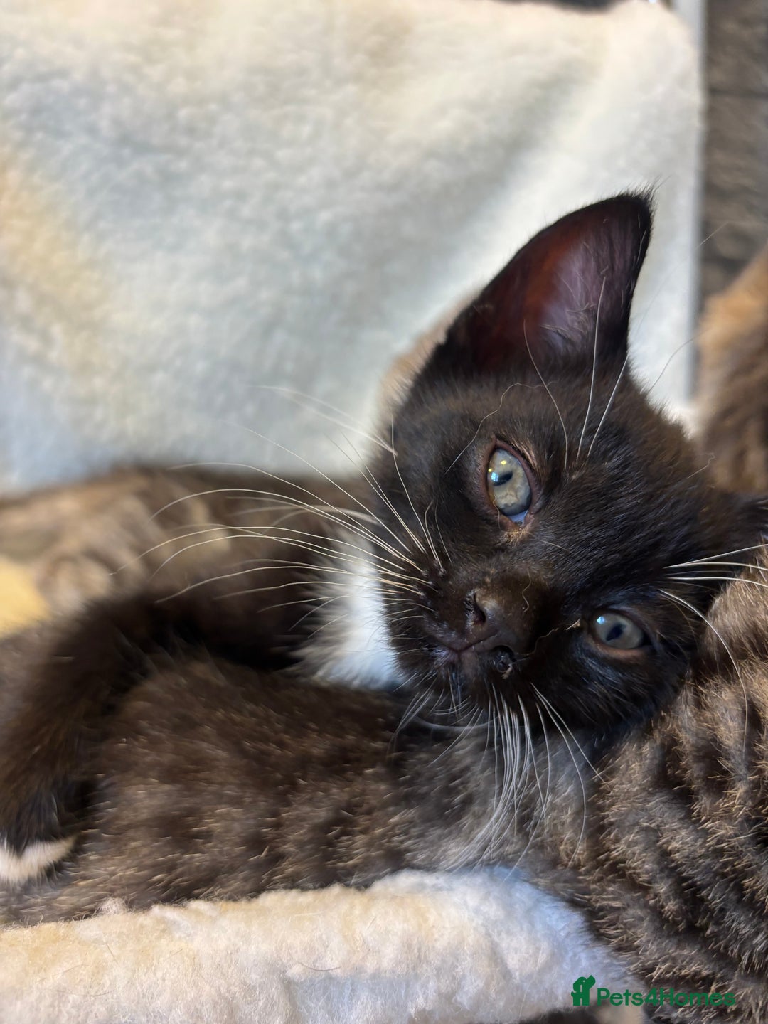Scottish Fold cats for sale: Adorable Scottish Straight Kittens 💞 - Image 6