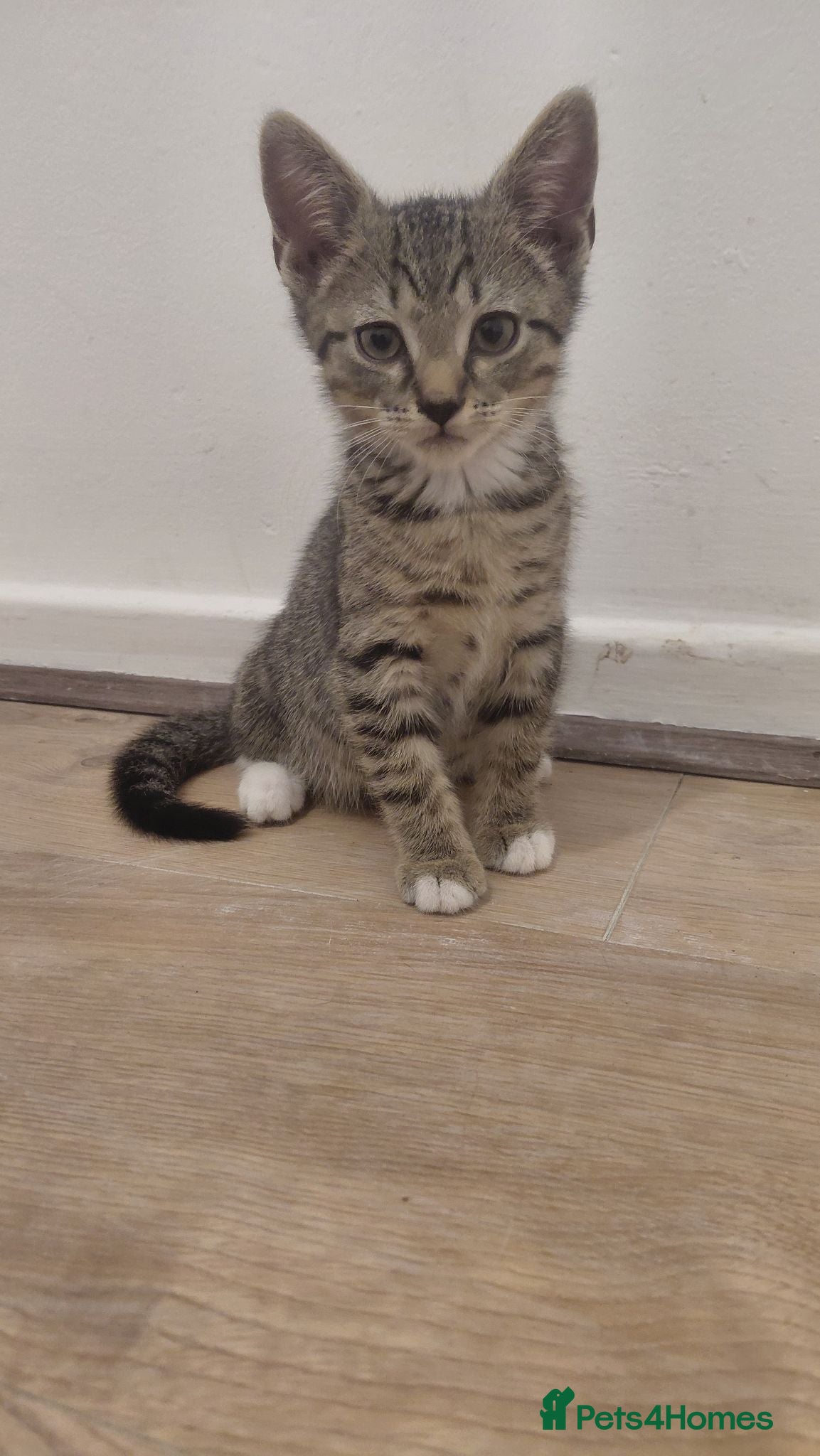 Bengal cats Kittens for sale - Advert 1