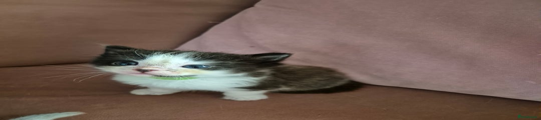 Ragdoll Kitten 2