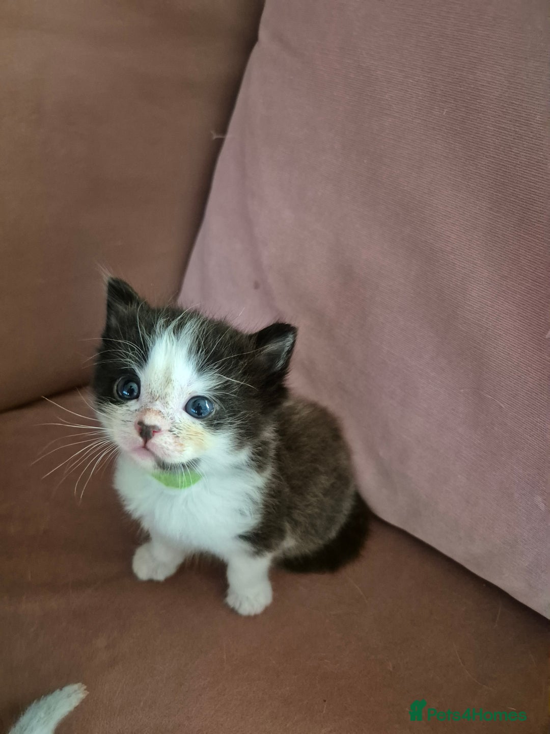 Ragdoll cats for sale: Ragdoll Kittens Gateshead - Image 4