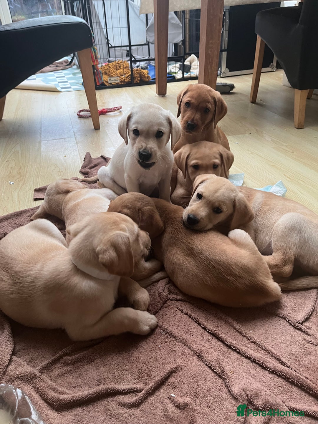 Labrador Retriever dogs for sale: Stunning Labrador pedigree puppies  - Advert 11